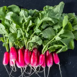 Pęczek świeżych rzodkiewek z zielonymi liśćmi. Czy liście rzodkiewki są jadalne? Tak, można je wykorzystać w sałatkach lub pesto.