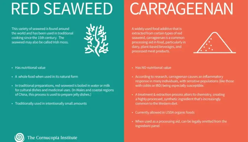 Czerwone wodorosty vs karagen: co to jest? Porównanie naturalnego pożywienia i przetworzonego dodatku.
