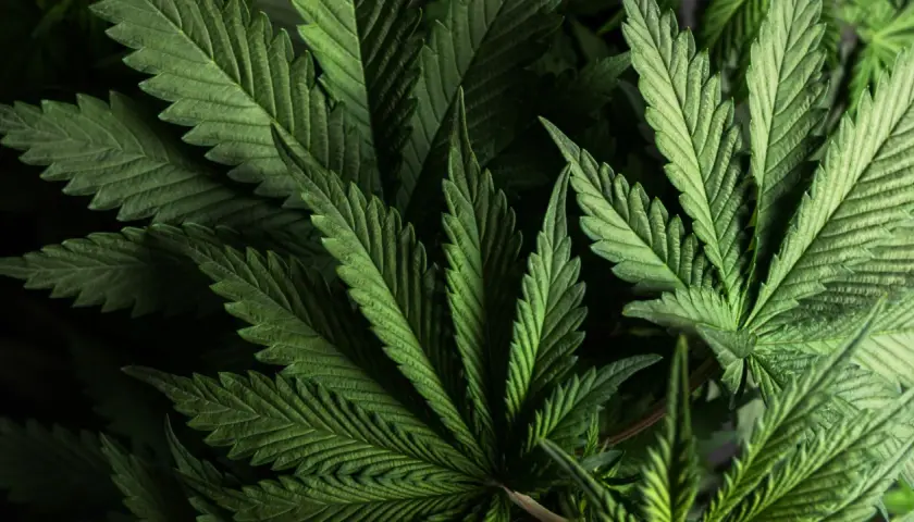 Zielone liście konopi, z których można pozyskać THC.