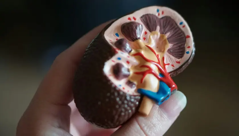 Model nerki w dłoni. Wartość eGFR 60 ml/min/1.73 m2 oznacza prawidłową funkcję nerek.