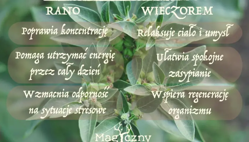 Ashwagandha rano czy na noc? Rano poprawia koncentrację i energię, wieczorem relaksuje i ułatwia zasypianie.
